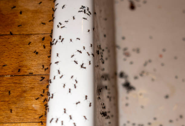 Best Local Pest Control Services  in Concord, MI
