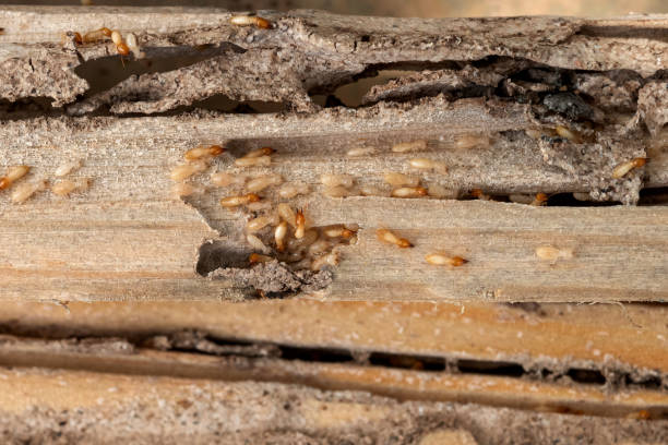  Concord, MI Pest Control Pros