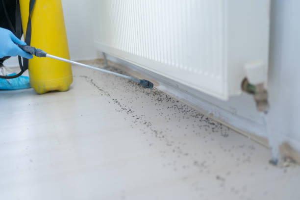 Best Insect Control  in Concord, MI
