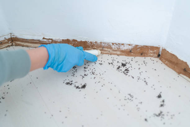 Best Pest Prevention Services  in Concord, MI